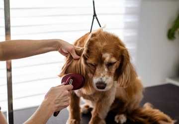 Protecting Your Dog from Pesky Fleas and Ticks