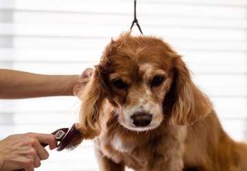 A Beginner's Guide to Grooming Your Dog